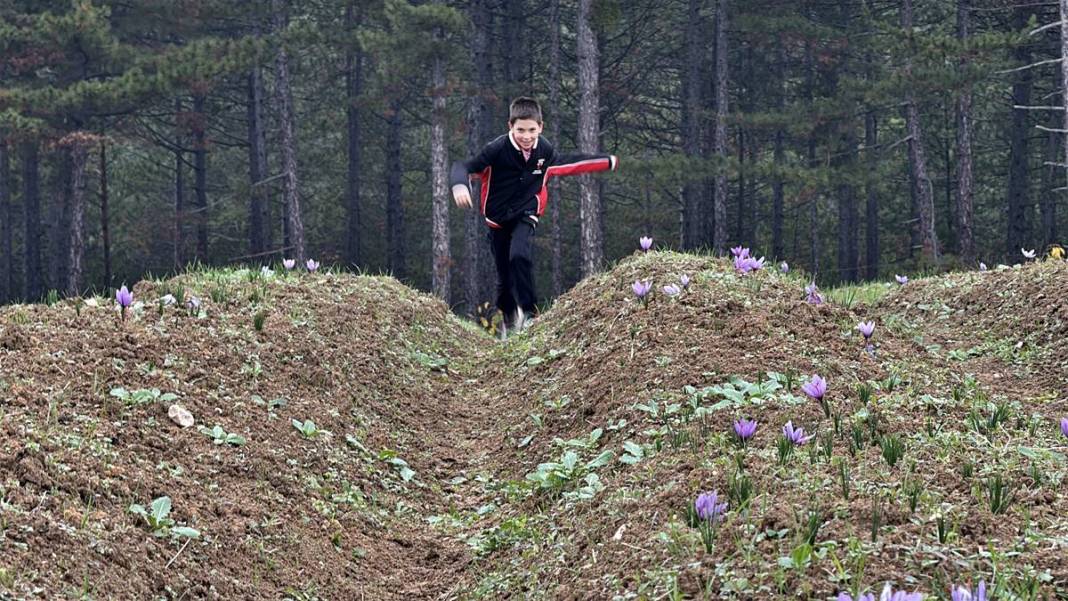 Dünyanın en pahalı baharatı Safranbolu'da yetişiyor! Gıda, ilaç ve kozmetikte kullanılan mucize 9